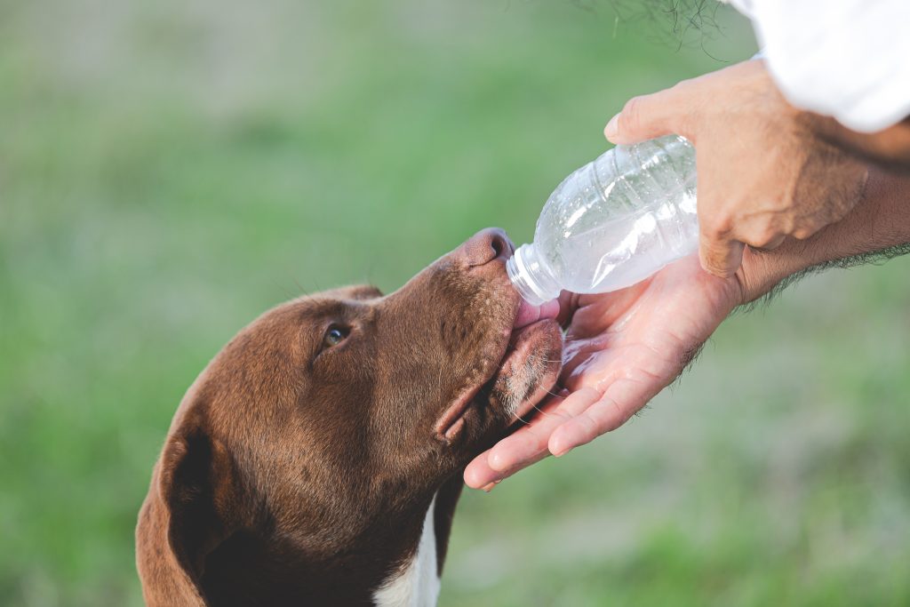 Confira a lista com os melhores produtos para investir no seu petshop durante o verão pet.